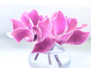 decoration, Pink, Alpine Violets, Cyclamen