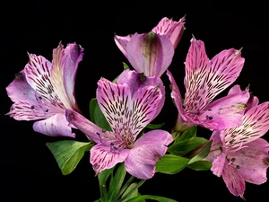 Pink, Alstroemeria