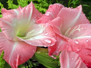 amaryllis, drops, water, Pink