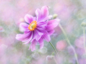 anemone, Colourfull Flowers, Pink