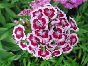bearded, Colourfull Flowers, pink
