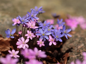 Pink, Liverworts, Blue