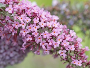 Buddleia, Flowers, twig, Pink