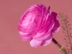 buttercup, Colourfull Flowers, Pink