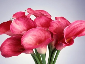 Pink, Calla