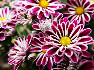 Pink, beatyfull, Chrysanthemums