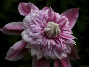 Pink, Clematis