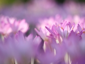 colchicums, Flowers, blur, Pink