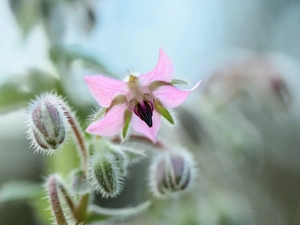 Colourfull Flowers, borage, Pink