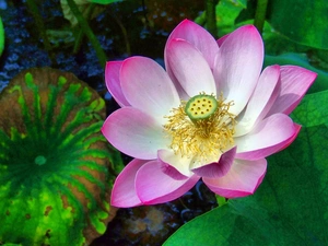 Colourfull Flowers, flakes, lotus, Pink