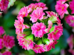 Kalanchoe, Colourfull Flowers, Pink