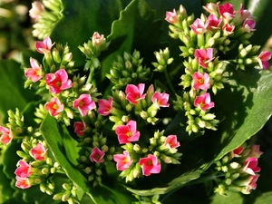 Kalanchoe, Colourfull Flowers, Pink