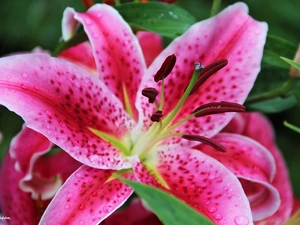 Tiger lily, Colourfull Flowers, Pink