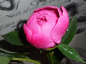 peony, Colourfull Flowers, pink