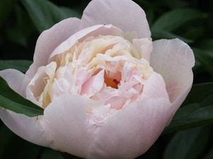 peony, Colourfull Flowers, Pink