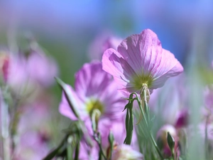 Colourfull Flowers, Pinkladies, Pink