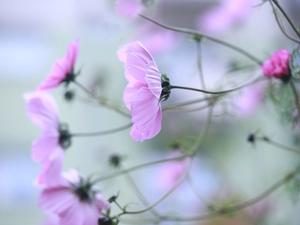 Cosmos, Flowers, rapprochement, Pink