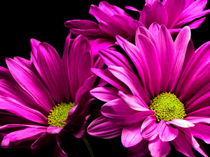 Flowers, Pink, Dark Background, Chrysanthemums