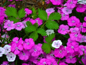 Dianthus carthusianorum, color, pink