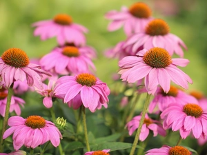 echinacea, Flowers, rapprochement, Pink