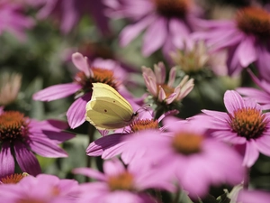 butterfly, Pink, echinacea, Gonepteryx rhamni