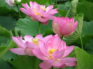 Pink, Lotus Flower