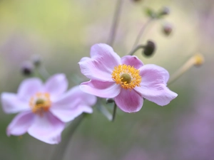 Flowers, Japanese anemone, Pink