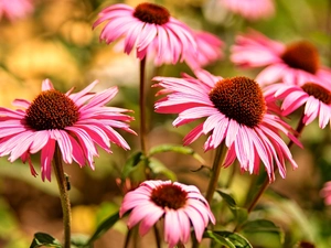 Flowers, echinacea, blur, Pink