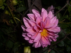 Colourfull Flowers, Dalia, Pink