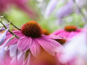 Colourfull Flowers, echinacea, Pink