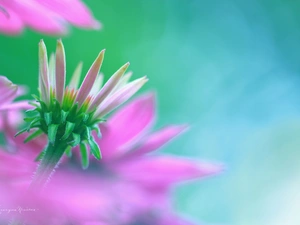 Colourfull Flowers, echinacea, Pink