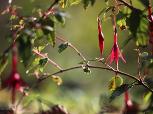 Colourfull Flowers, fuchsia, Pink