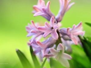 Colourfull Flowers, hyacinth, Pink