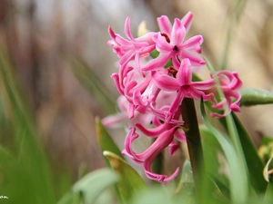 Colourfull Flowers, hyacinth, Pink