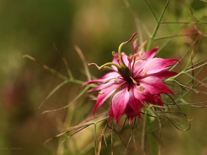 Colourfull Flowers, Nigella, Pink