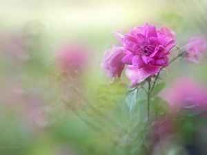 Colourfull Flowers, rose, Pink