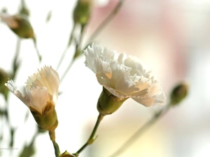 Colourfull Flowers, White, pink