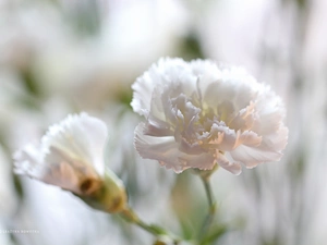 Colourfull Flowers, White, pink