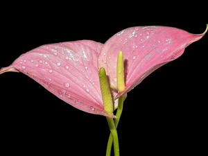 Flowers, Calla, drops, Pink