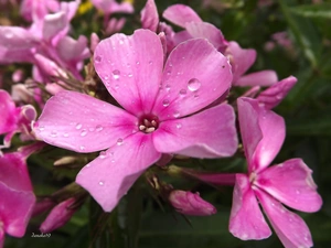 Flowers, phlox, drops, Pink