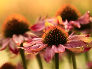 Pink, echinacea, Flowers