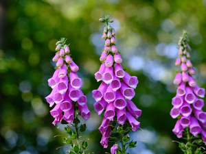 Flowers, Purple Foxglove, Pink