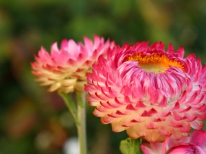 Flowers, Kocanka garden, Pink