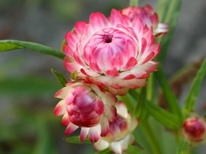 Flowers, Kocanka garden, Pink