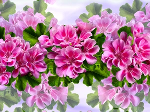 Flowers, geraniums, graphics, Pink