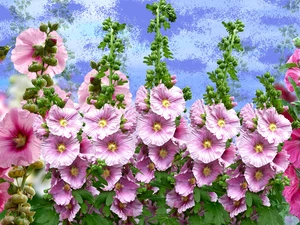 Flowers, Hollyhocks, graphics, Pink