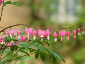 Flowers, Bleeding Heart, Pink