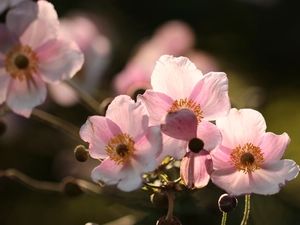 Flowers, Anemone Hupehensis, Pink