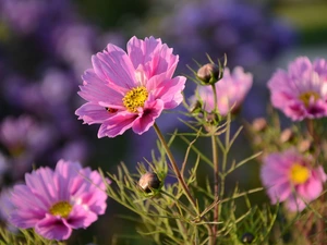 Flowers, Cosmos, ladybird, Pink