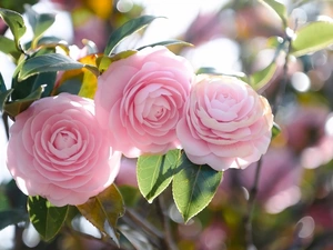 Flowers, Camellias, leaves, Pink